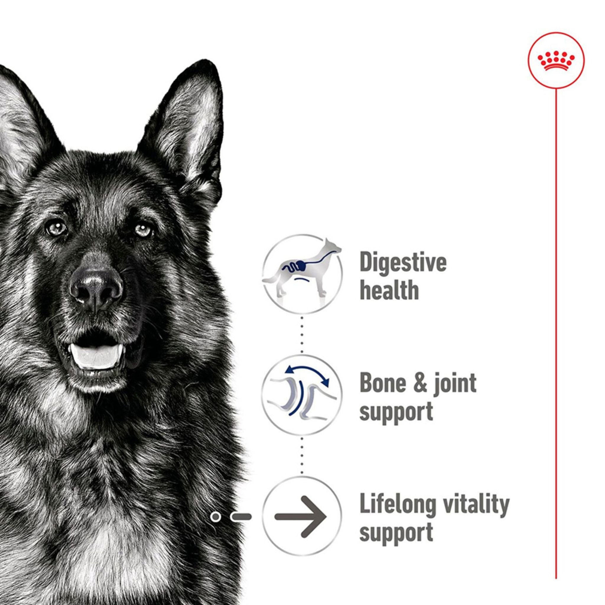 Royal Canin Maxi Ageing 5+ Loaf Wet Dog Food Can