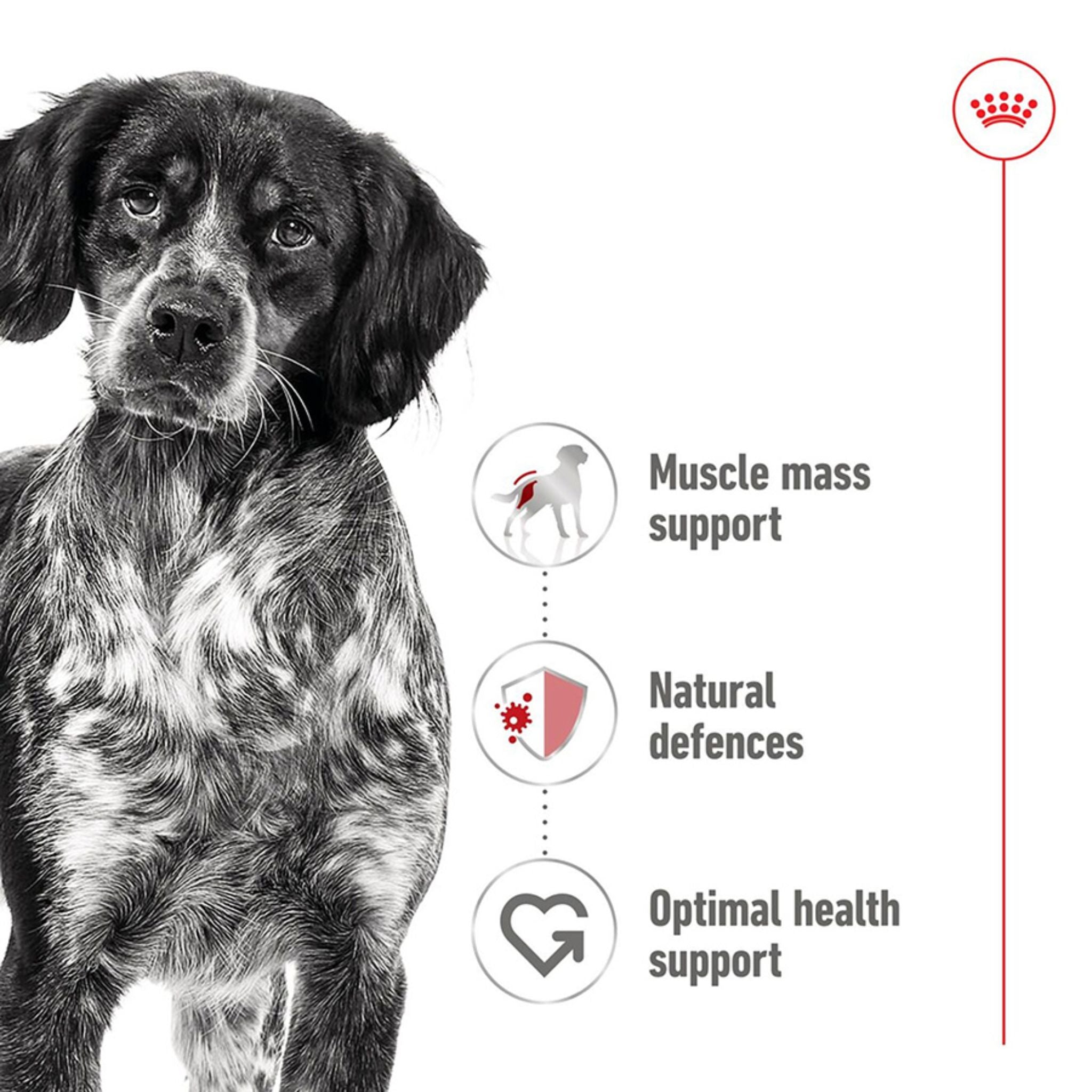 Royal Canin Medium Adult Loaf Wet Dog Food Can