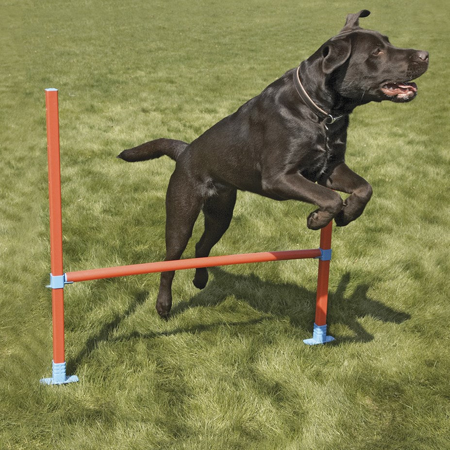 Rosewood Dog Agility Hurdle