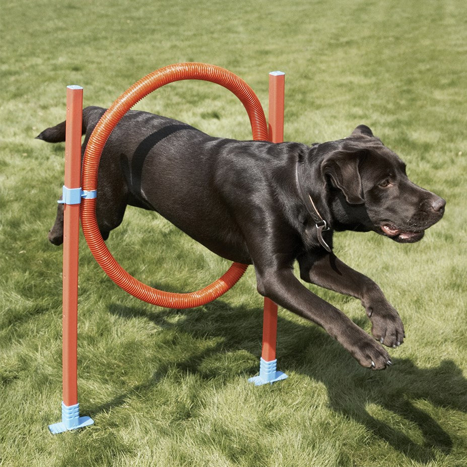 Rosewood Dog Agility Hoop Jump