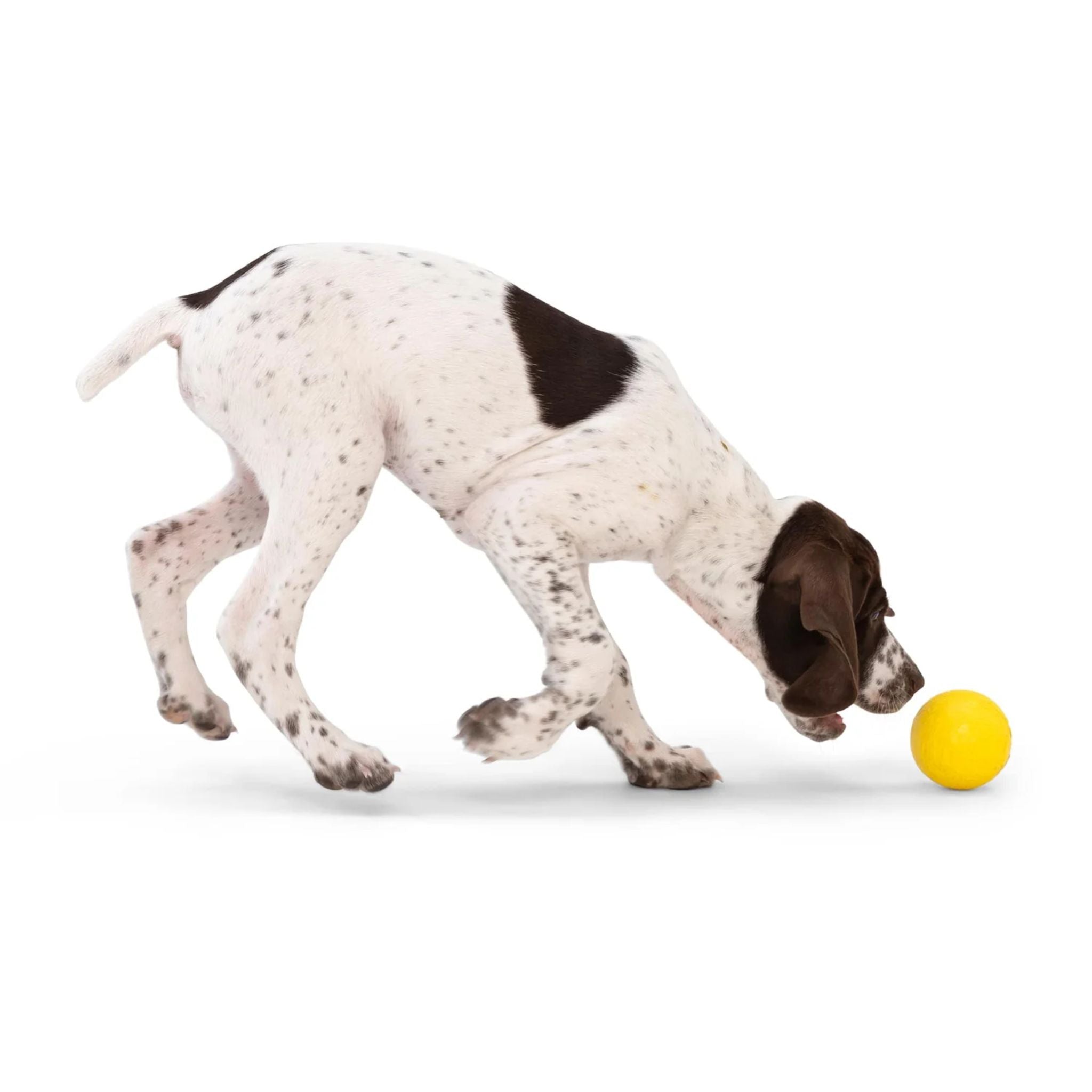 West Paw Boundr Fetch Dog Toys