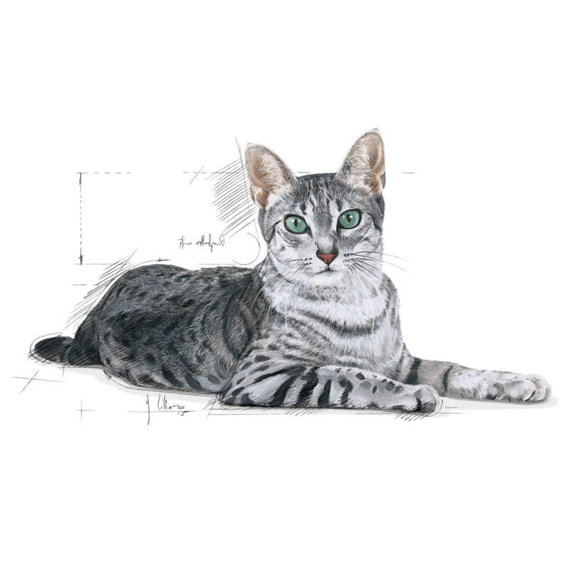 Royal Canin Indoor 7+ Dry Cat Food