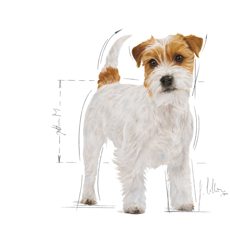 Royal Canin Jack Russell Terrier