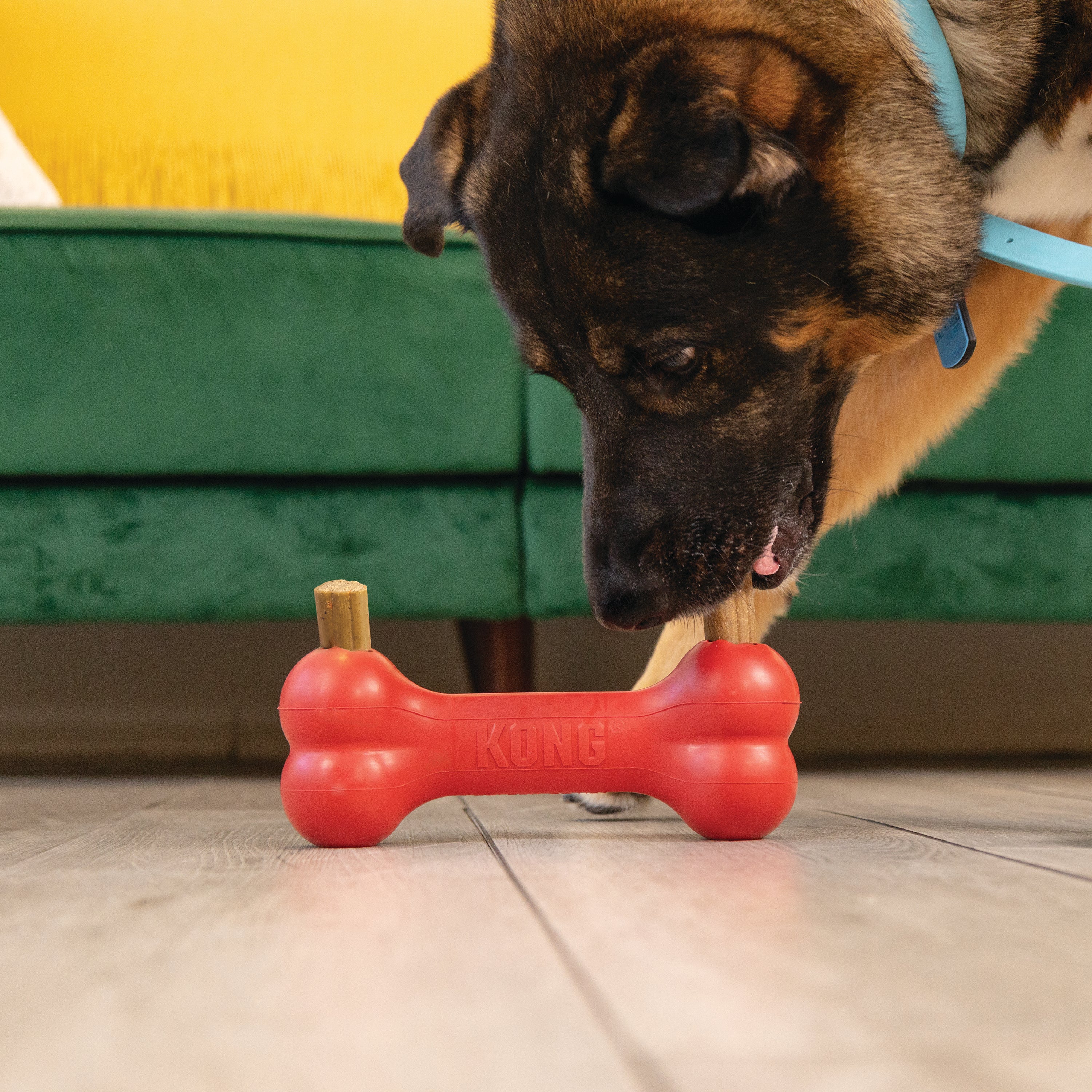 Dog with the KONG Dog Treats Ziggies Enhanced