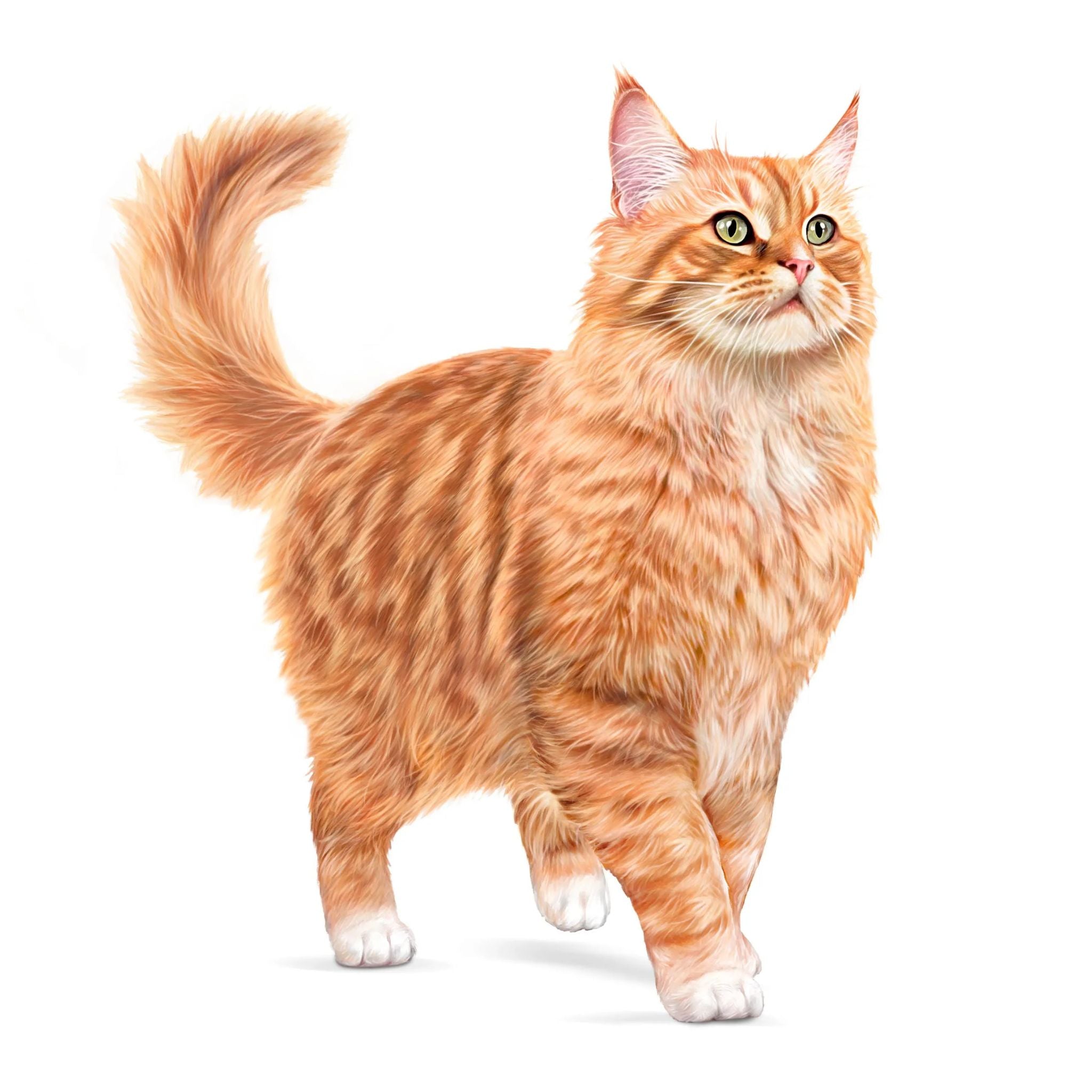 Royal Canin Ageing 11+ Gravy Wet Cat Food