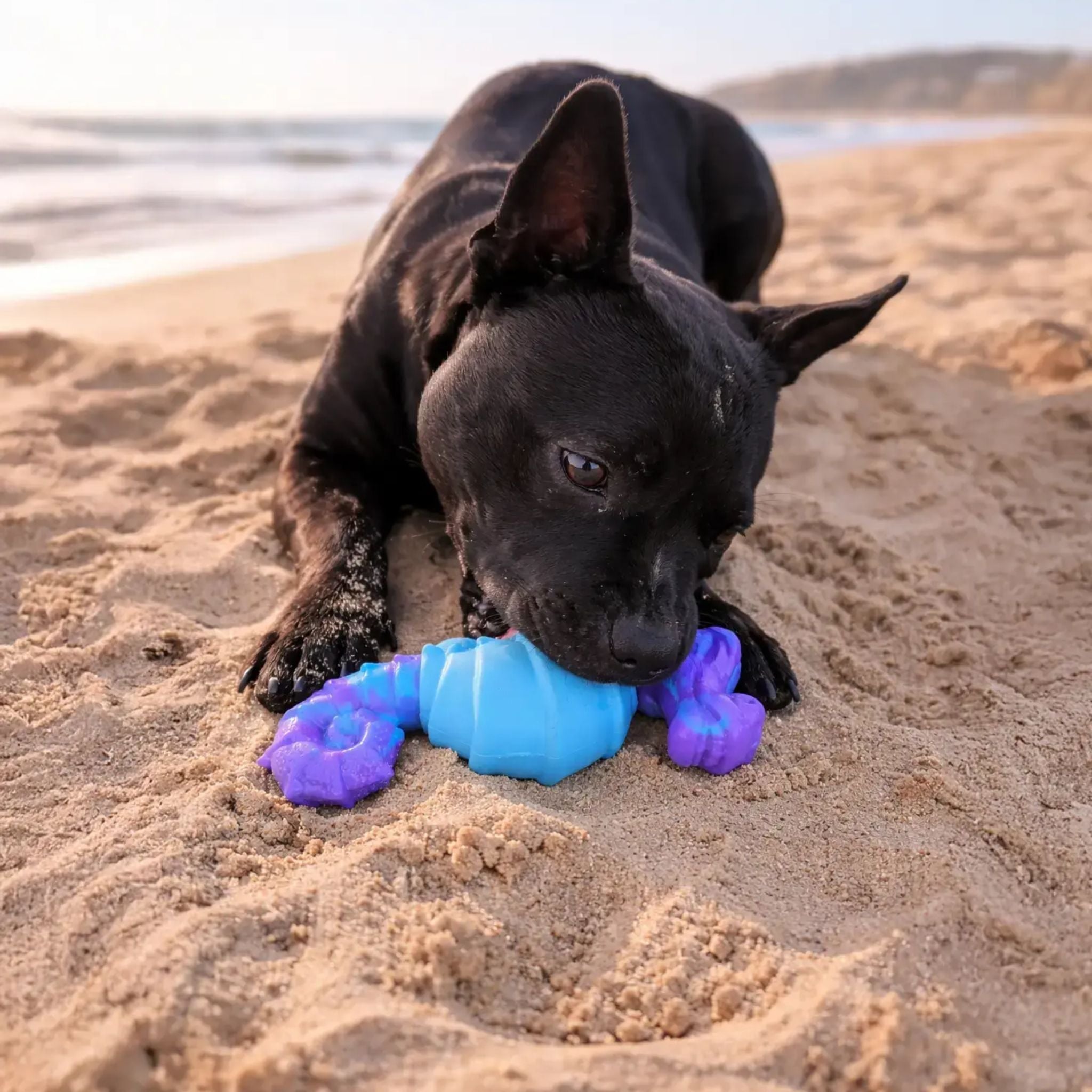 Happy Staffy Co Seahorse Splash Dog Toy