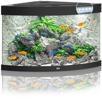 Juwel Trigon corner aquarium with black trim, set up with rockwork and cichlids