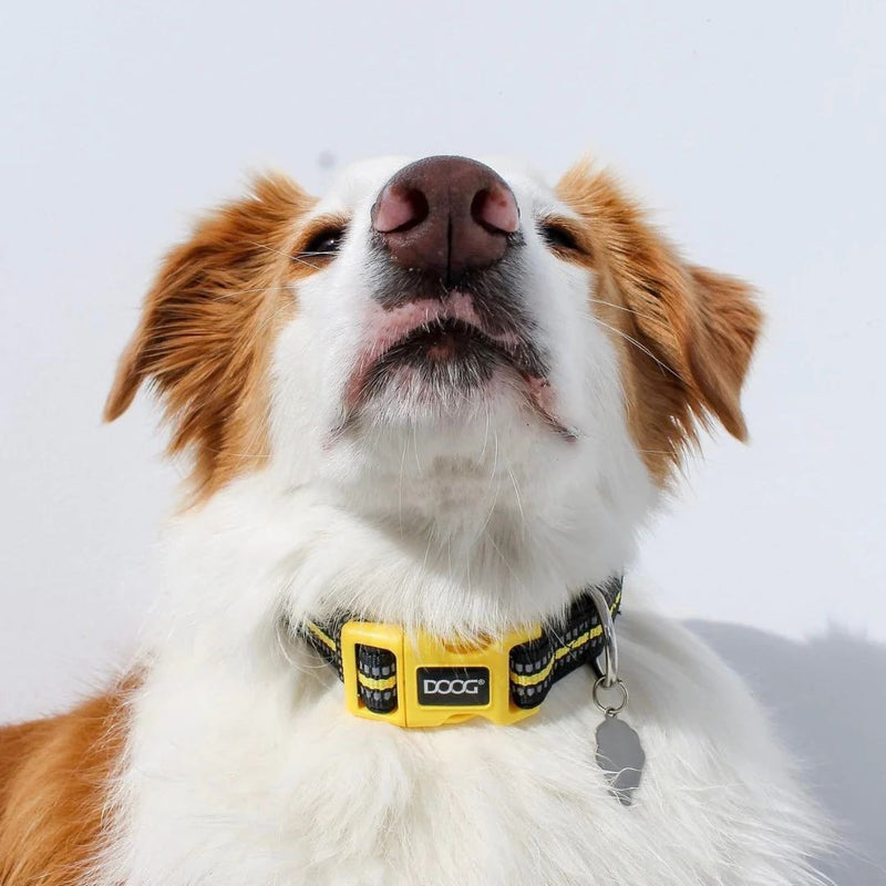 Doog Neoprene Dog Collar - (Neon High Vis) Bolt | PeekAPaw Pet Supplies