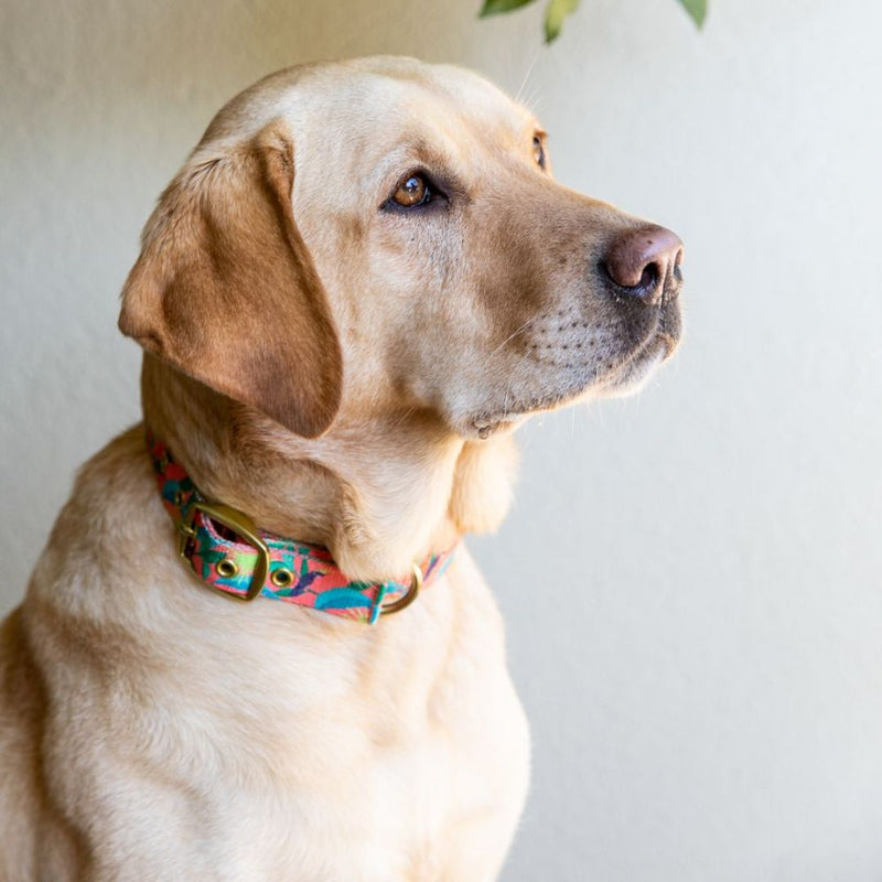 Anipal Clancy the Black Cockatoo Dog Collar | PeekAPaw Pet Supplies