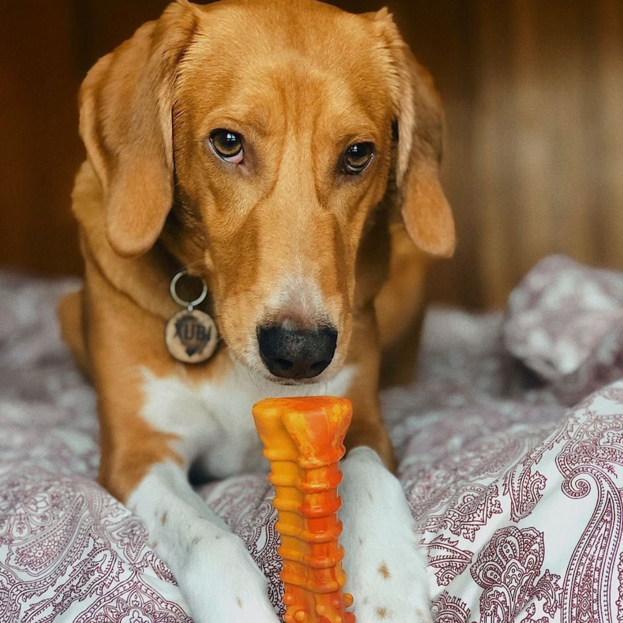 Nylabone Strong Chew Dog Toy Flavor Frenzy Pepperoni Pizza - Xlarge/Souper | PeekAPaw Pet Supplies