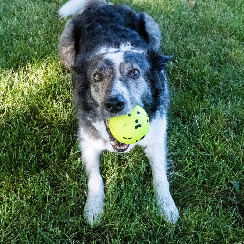 KONG Dog Toys Reflex Ball | PeekAPaw Pet Supplies