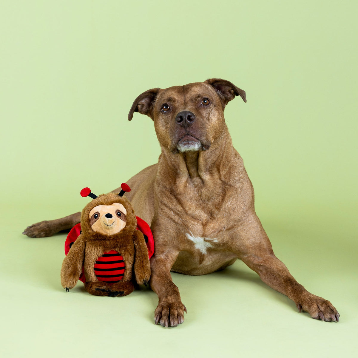 Fringe Studio Plush Squeaker Dog Toy - Little Ladybug — detail