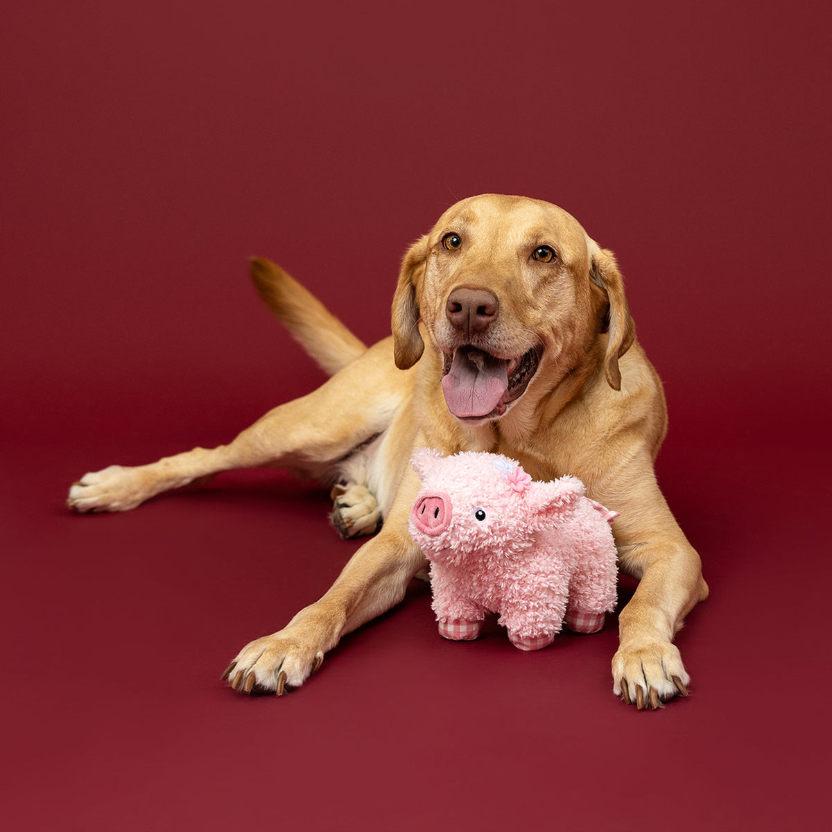 Fringe Studio Plush Squeaker Dog Toy - I Ham What I Ham — lifestyle photo with dog