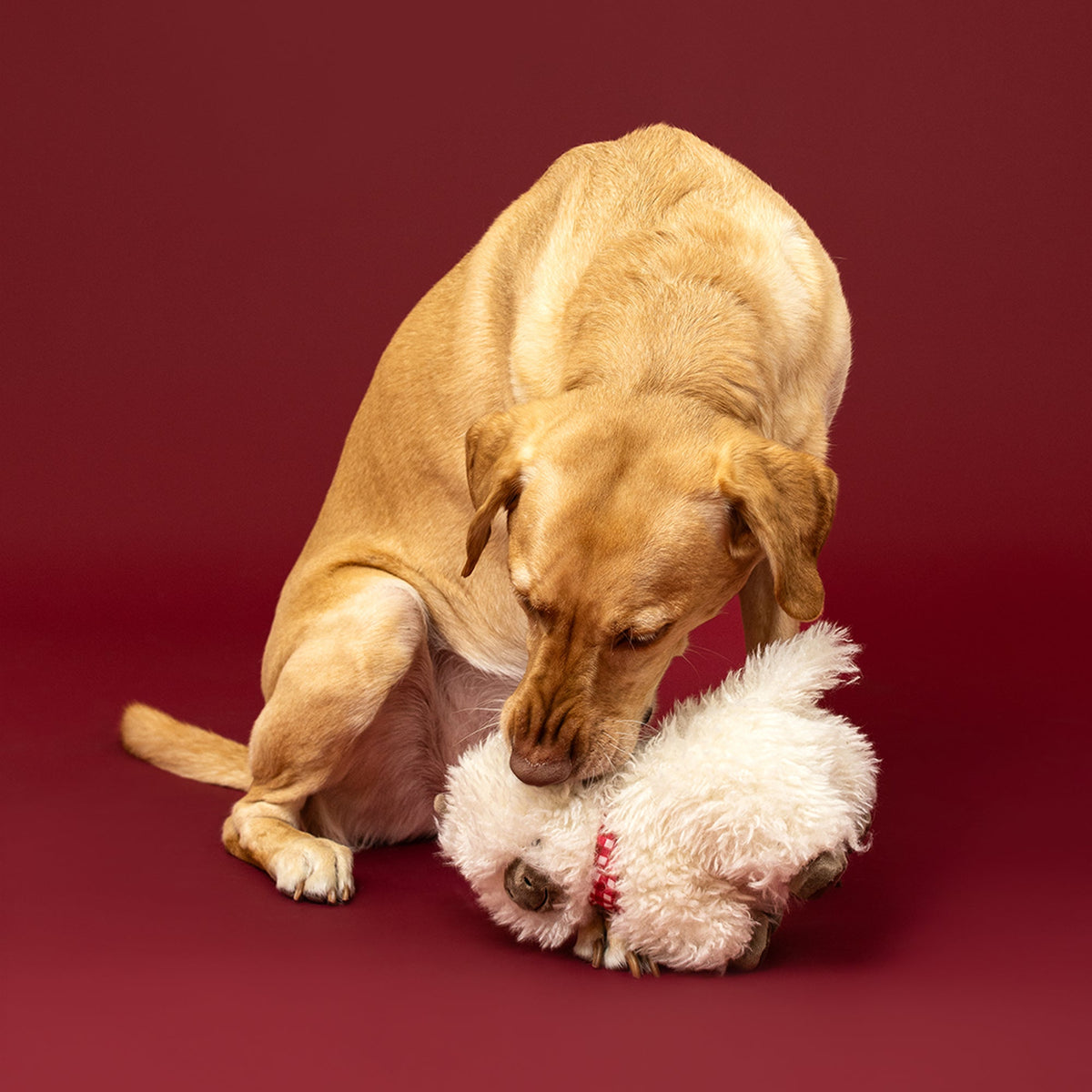 Fringe Studio Plush Squeaker Dog Toy - Hair Today Cuddle Tomorrow — lifestyle photo with dog