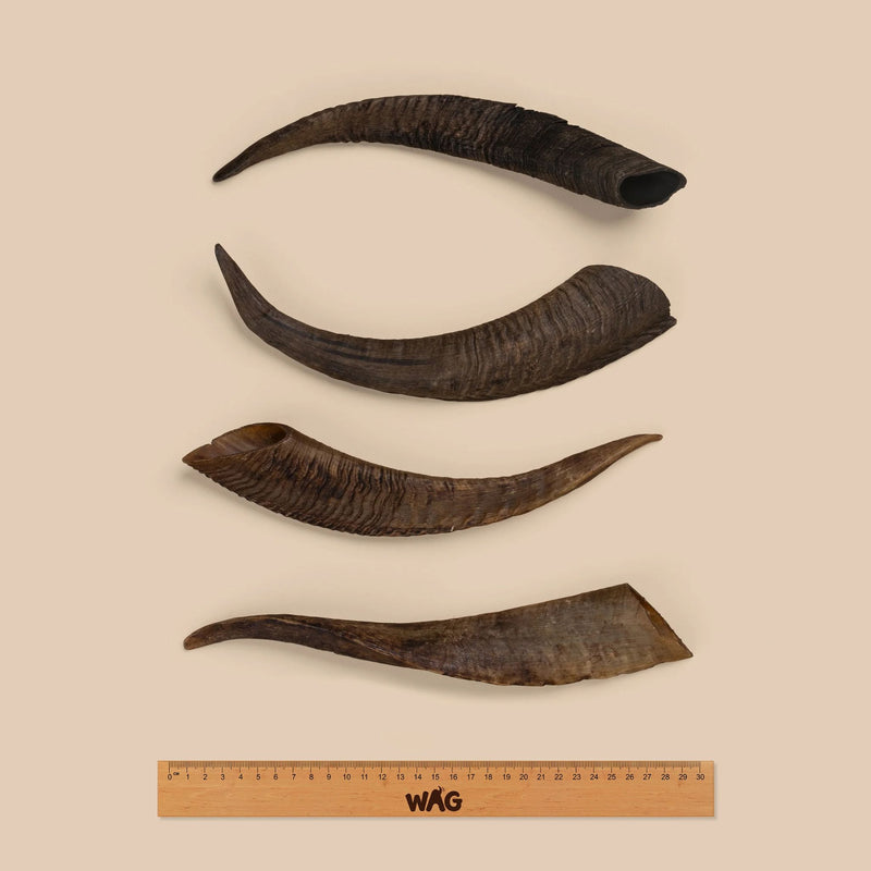 WAG Goat Horn