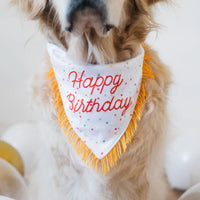 Golden Retriever wearing a Zippy Paws Happy Birthday dog bandana