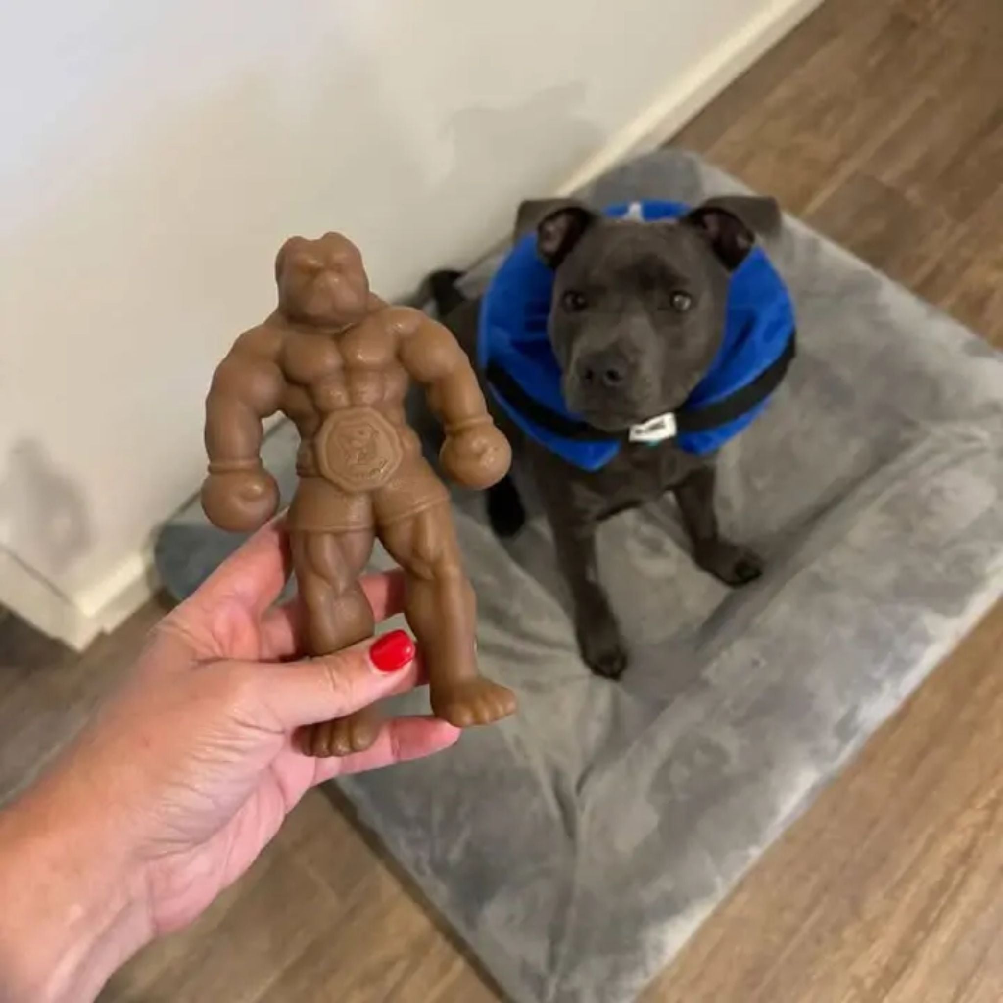 Happy Staffy Co Staffy Balboa Dog Toy