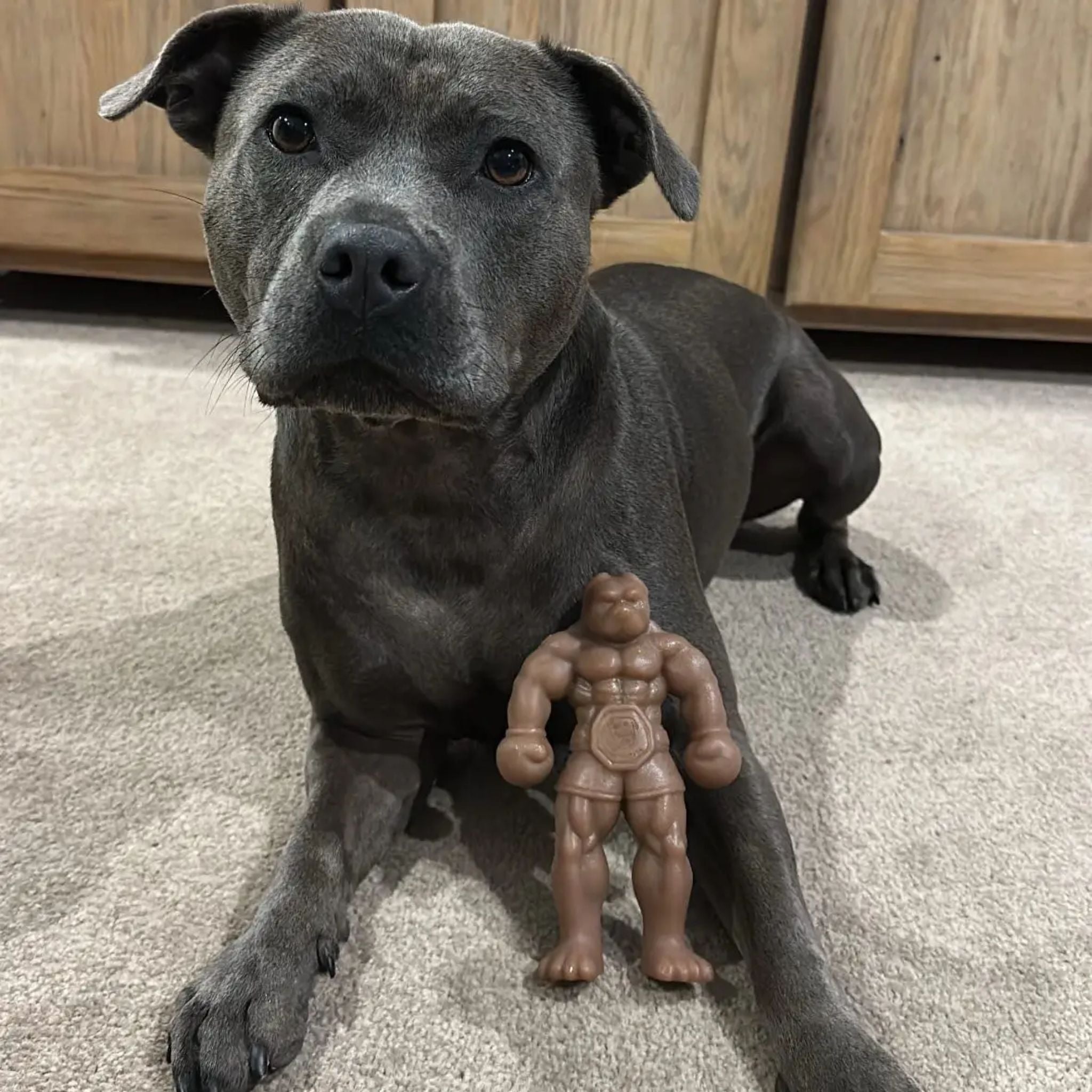 Happy Staffy Co Staffy Balboa Dog Toy