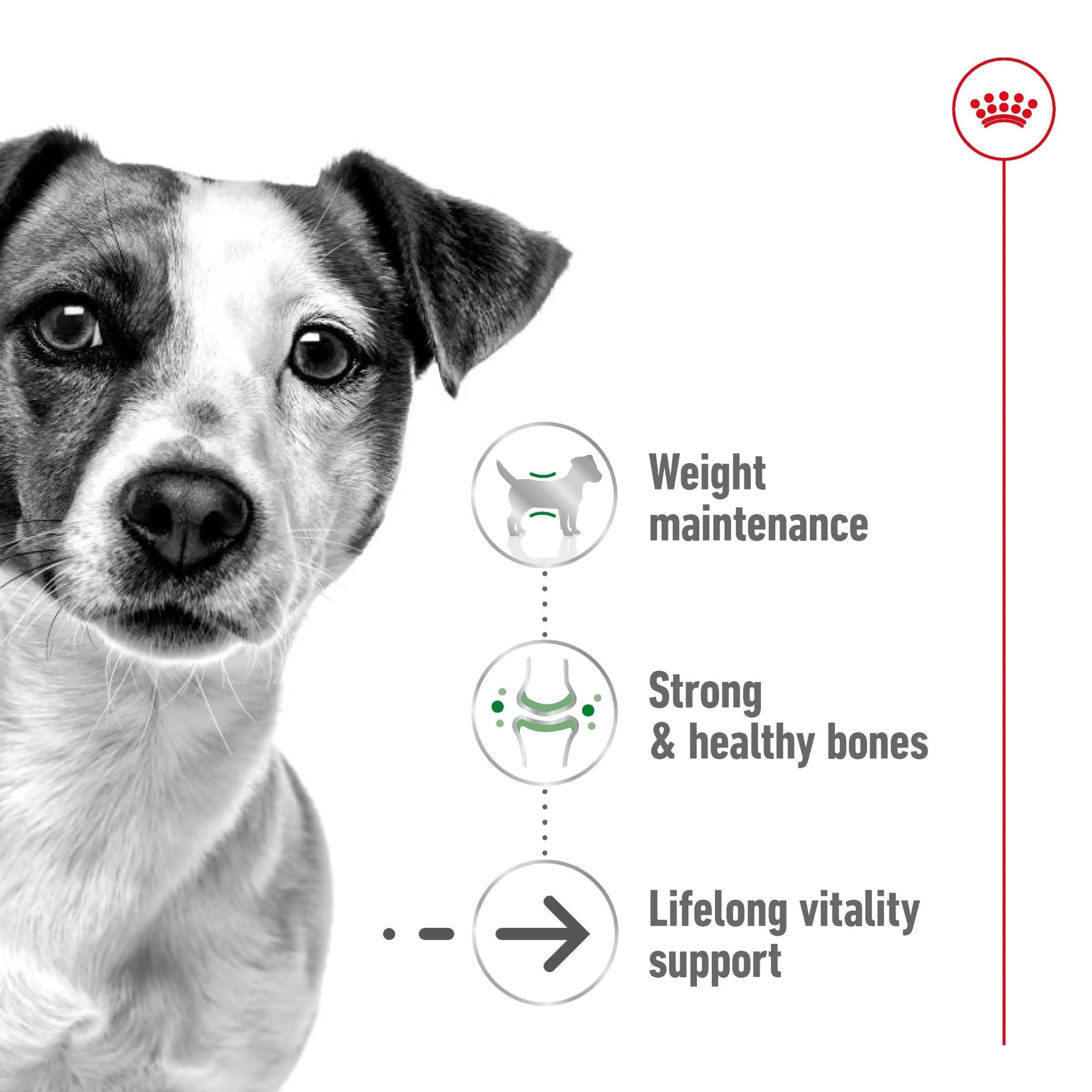Royal Canin Mini Ageing Gravy Wet Dog Food
