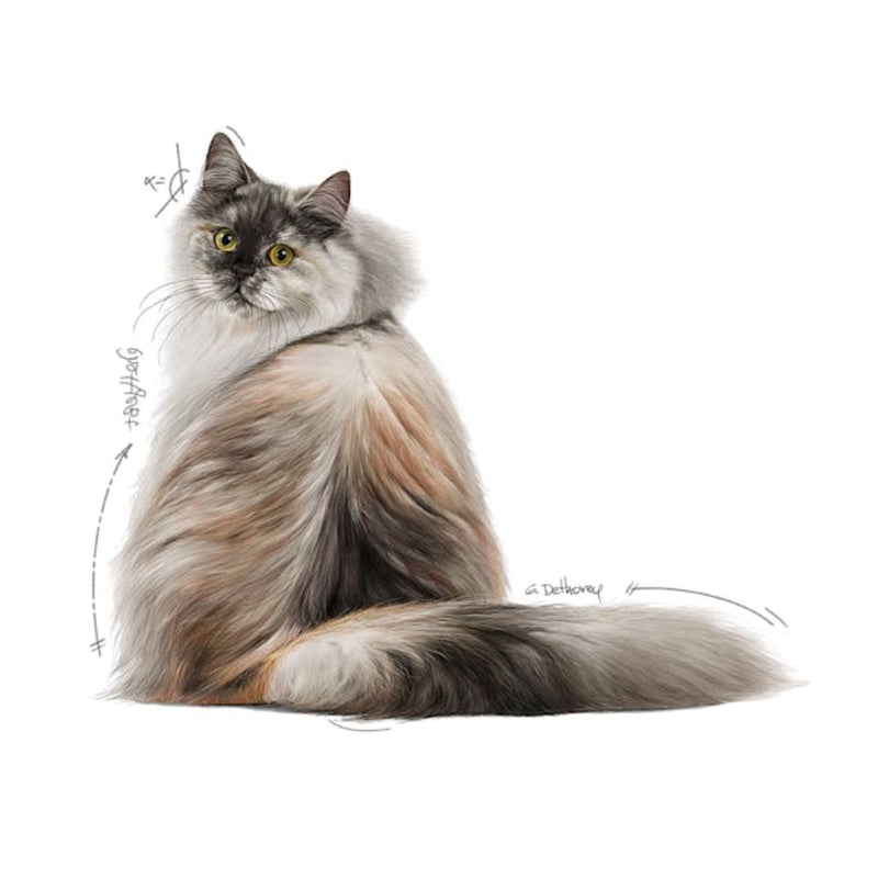 Royal Canin Hair & Skin Care Wet Cat Food in Loaf - 85g x12 | PeekAPaw Pet Supplies