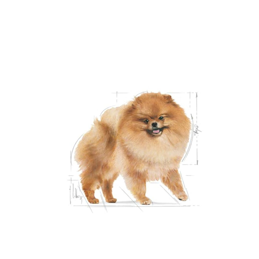 Royal Canin Pomeranian Adult Dry Dog Food - 1.5kg | PeekAPaw Pet Supplies