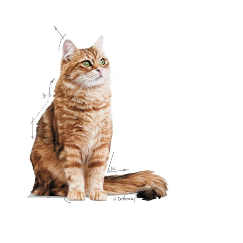 Royal Canin Digestive Care Wet Cat Food in Loaf - 85g x 12 | PeekAPaw Pet Supplies