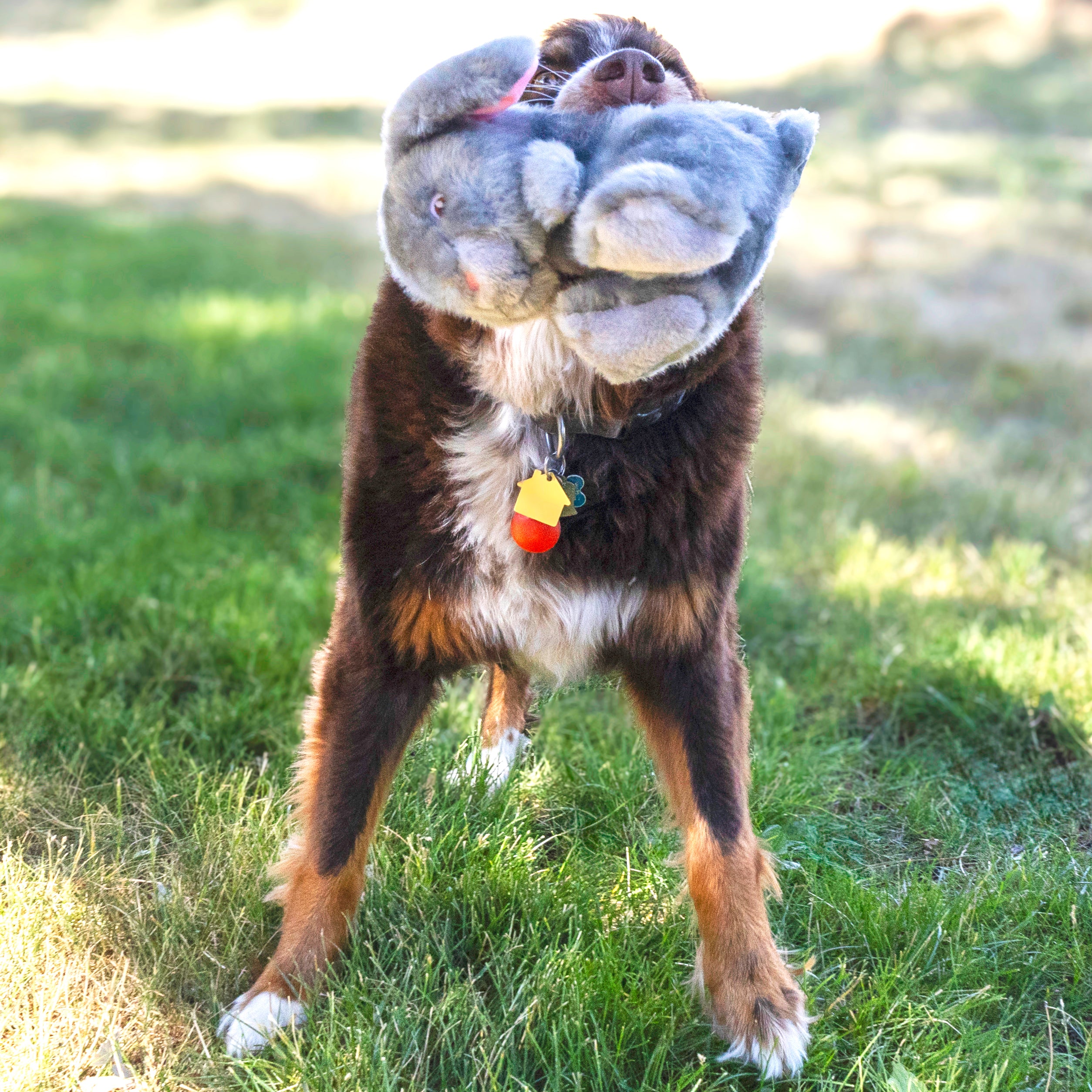 Dog with the KONG Dog Toys Toughz Bunny
