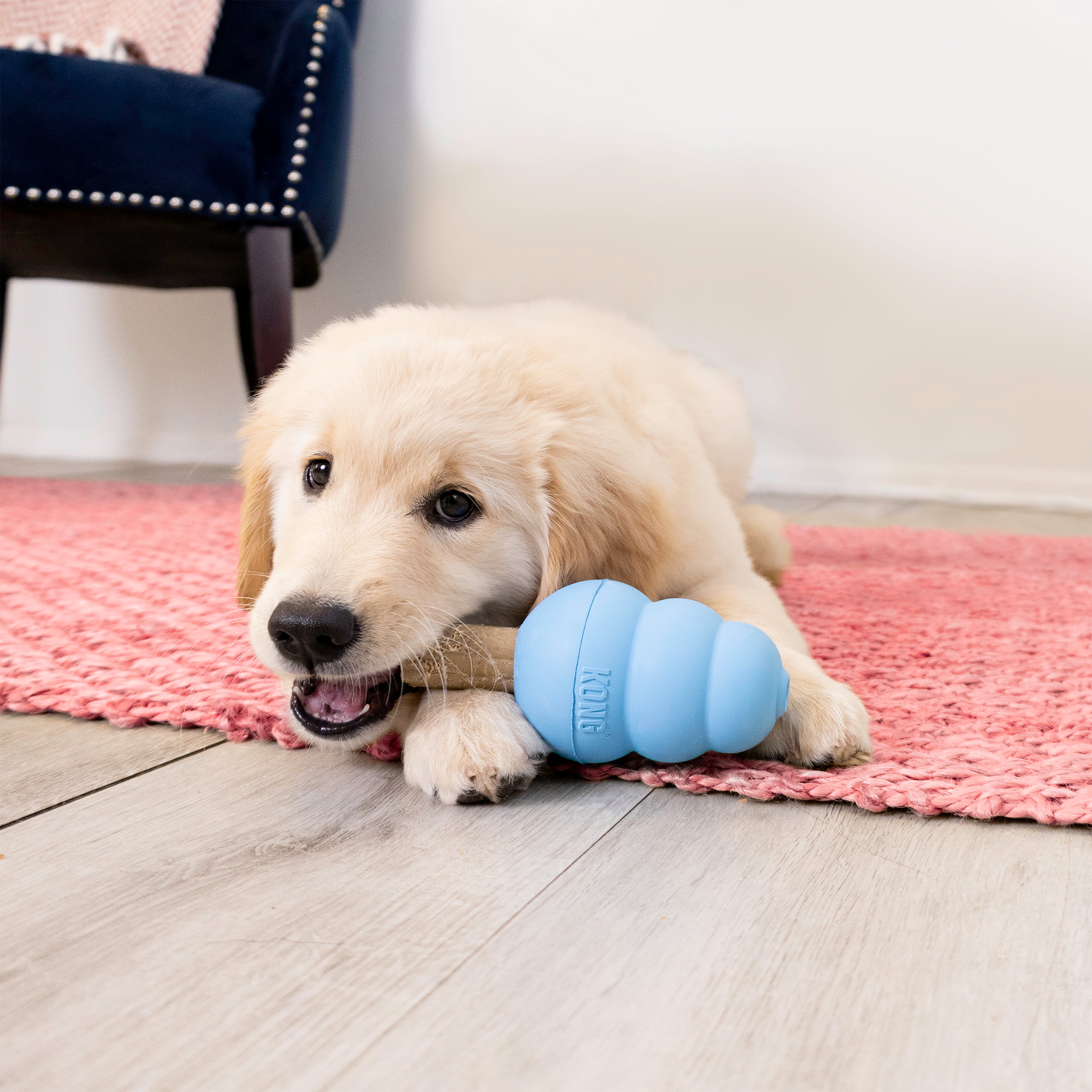 Dog with the KONG Dog Treats Ziggies Enhanced Puppy