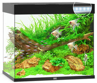 Juwel Lido 200L cubic aquarium with black trim, planted with driftwood and angelfish