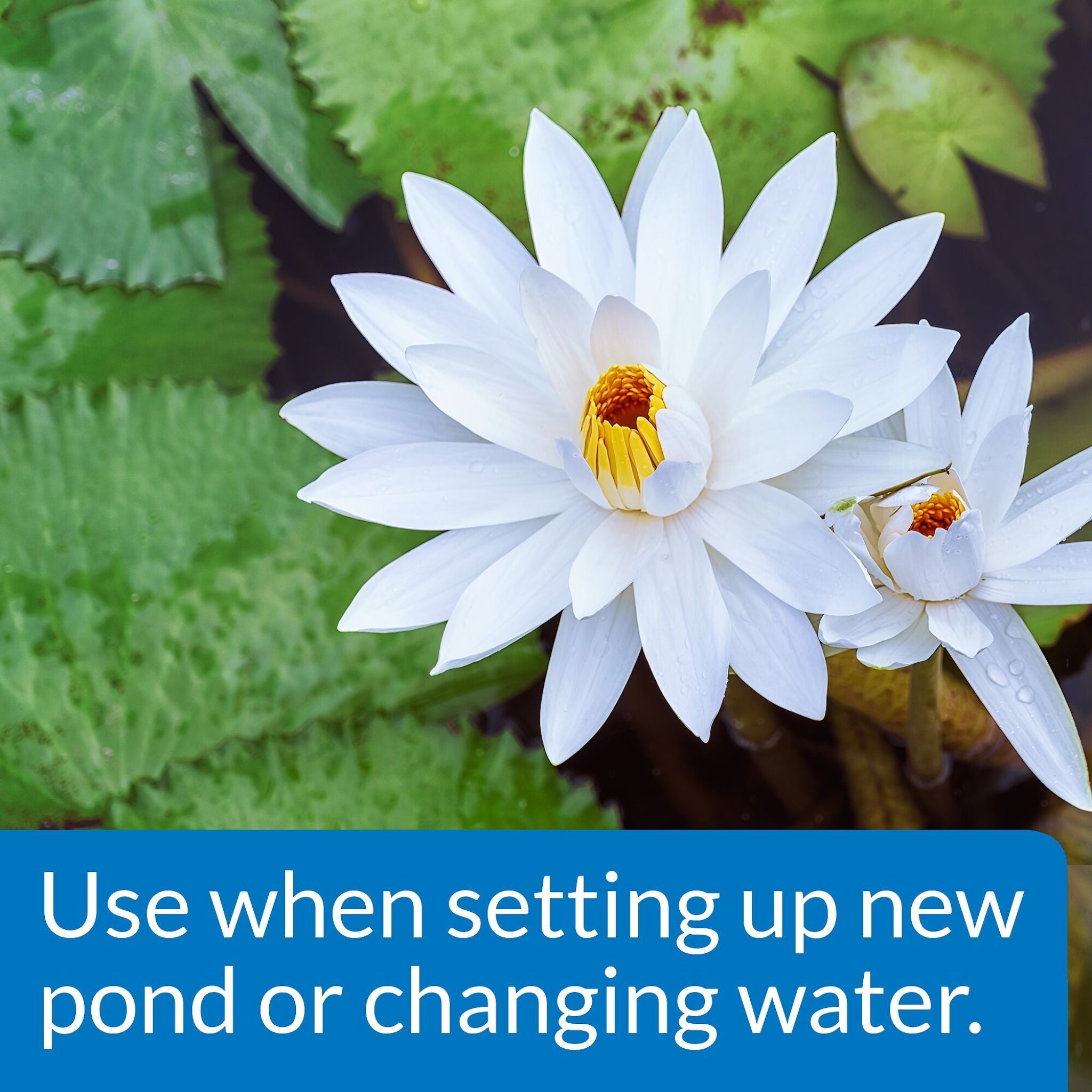 API Pond Care Chlorine And Heavy Metal Detoxifier