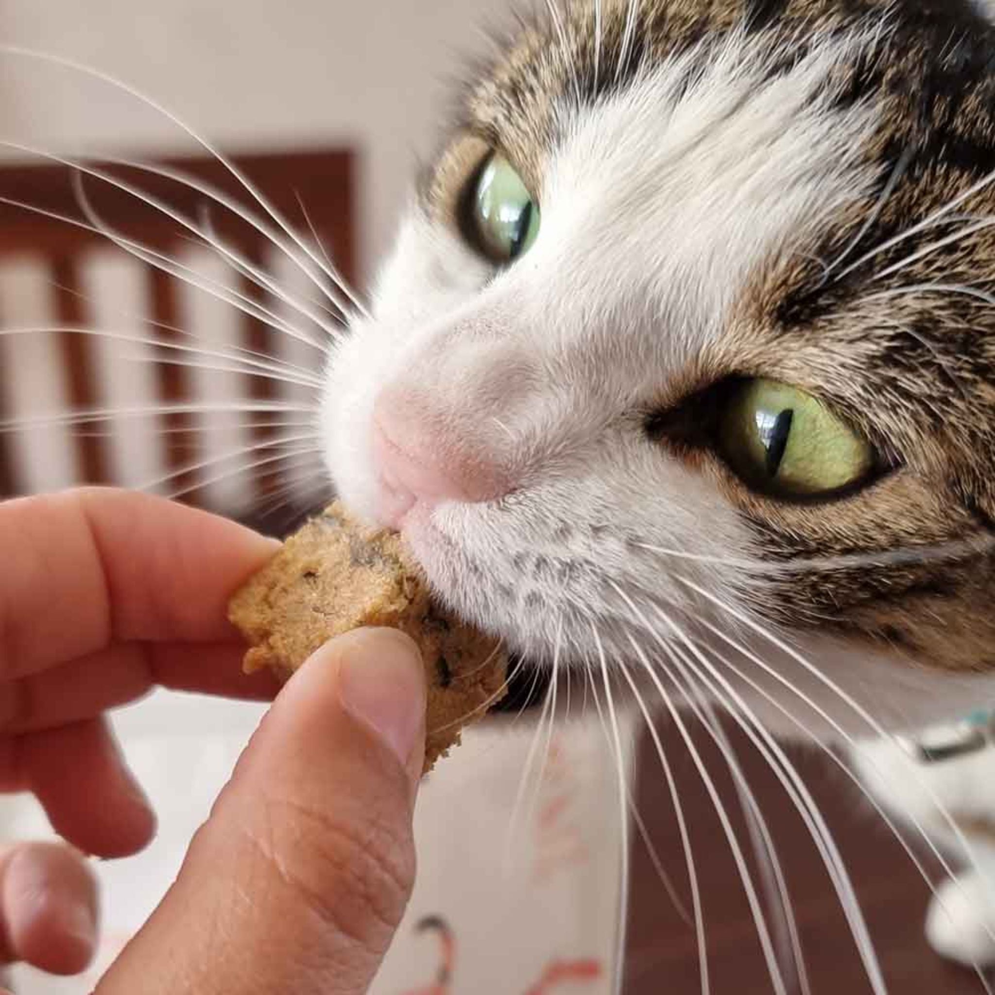 Korure Pets King Salmon Bites Cat Treats