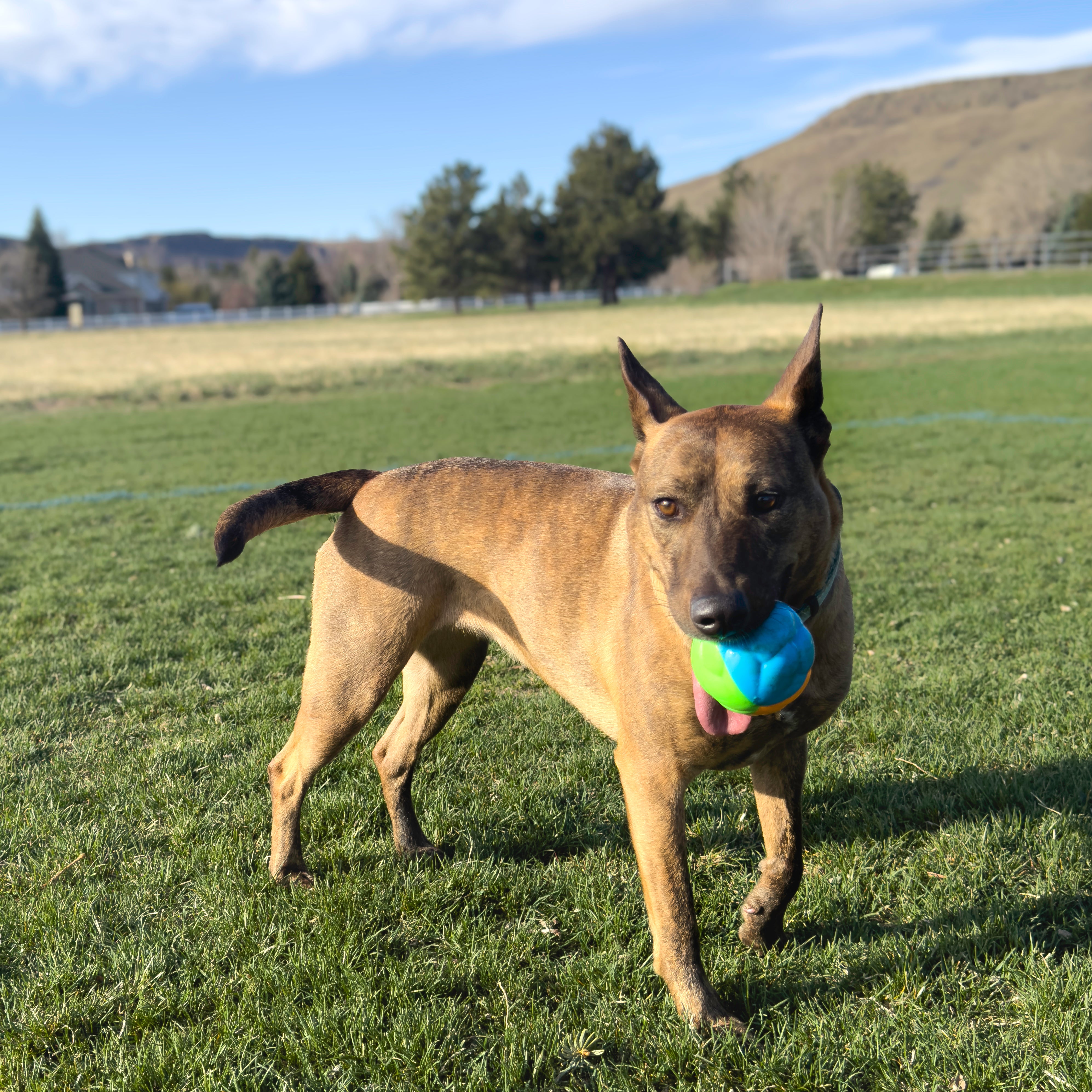 Dog with the KONG Dog Toys Twistz High-Viz Ball