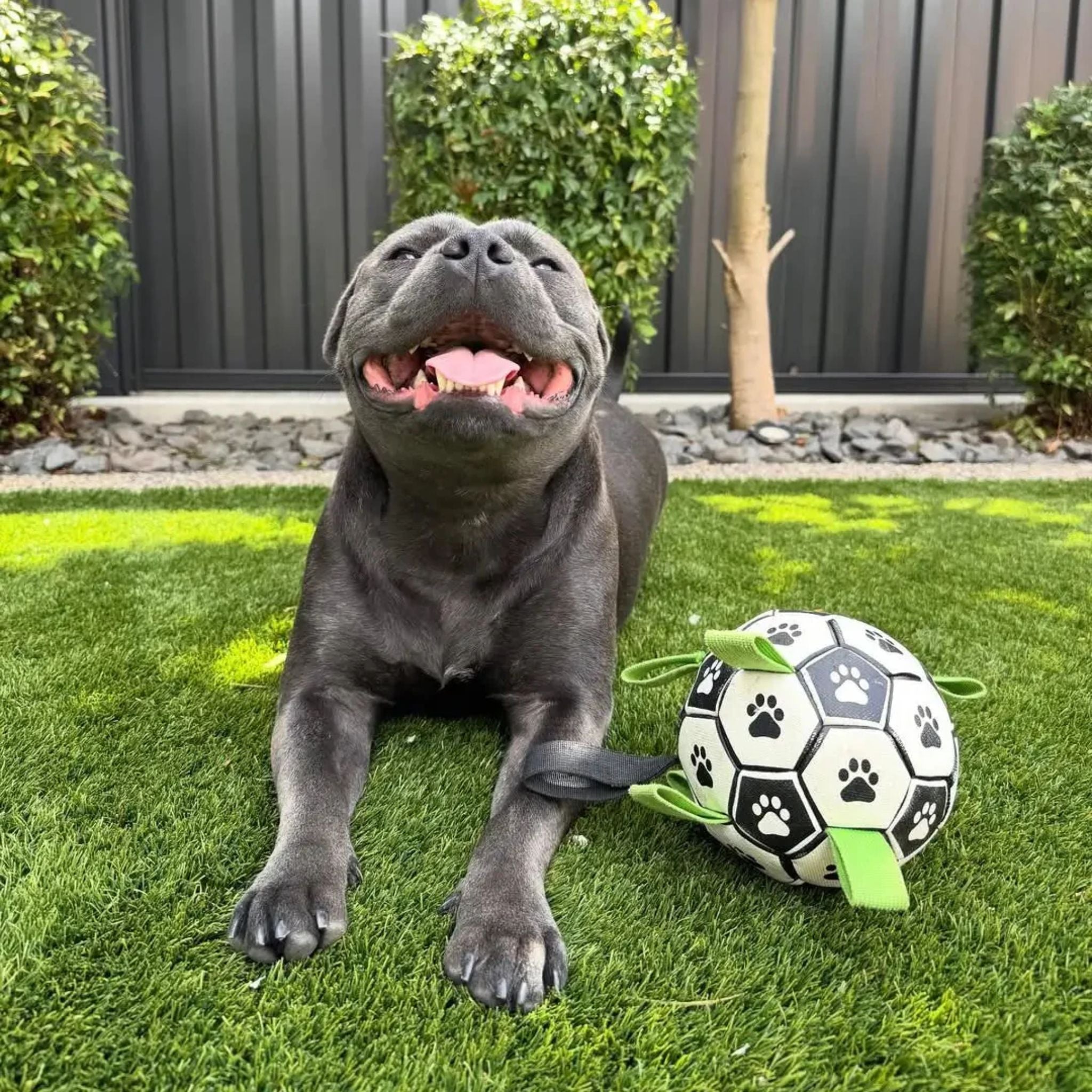 Happy Staffy Co Ronaldog Soccer Ball Dog Toy
