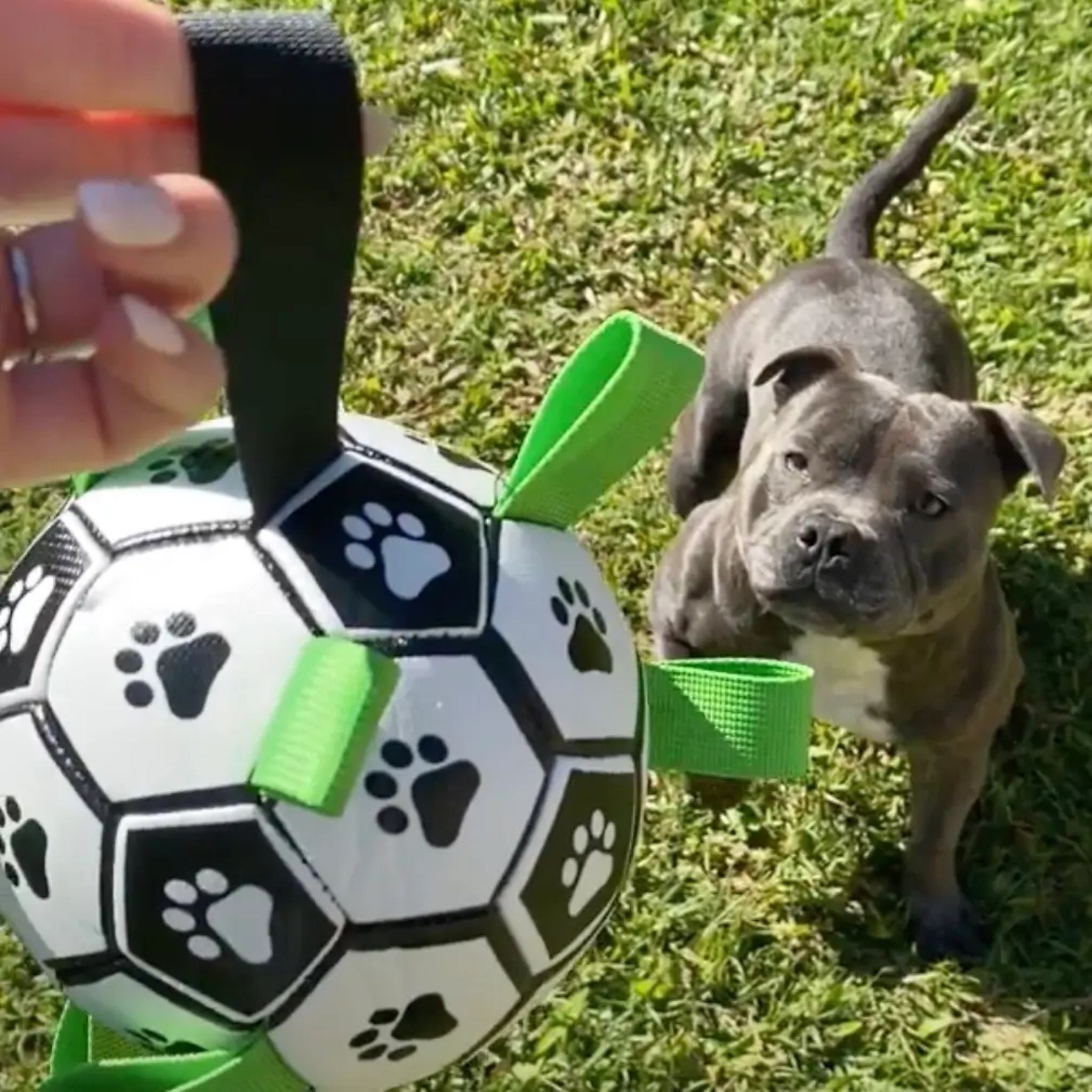 Happy Staffy Co Ronaldog Soccer Ball Dog Toy