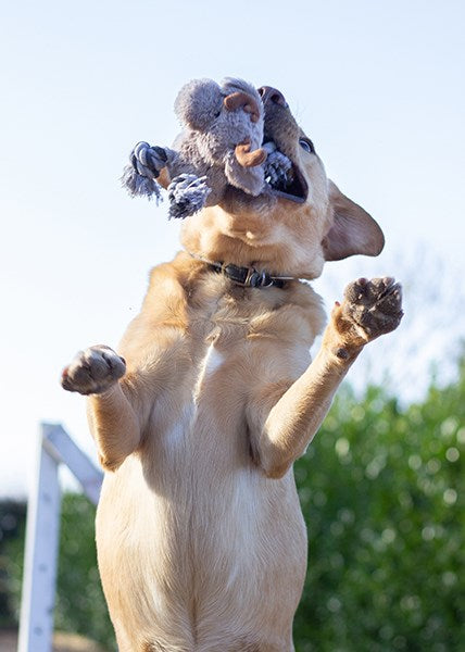 Rosewood Dog Toys Richie Reindeer
