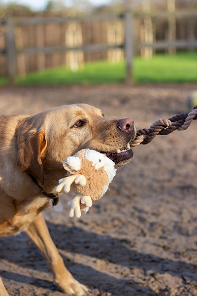 Rosewood Dog Toys Rod Reindeer