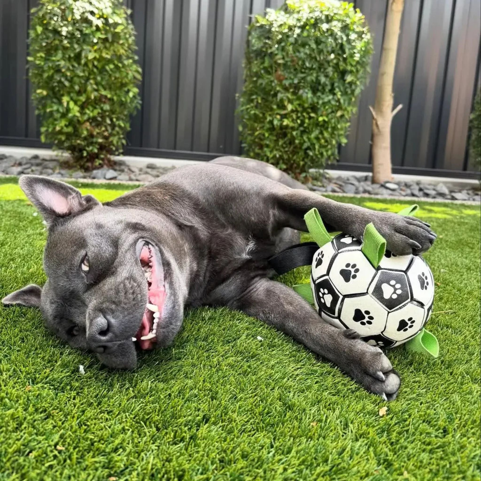 Happy Staffy Co Ronaldog Soccer Ball Dog Toy