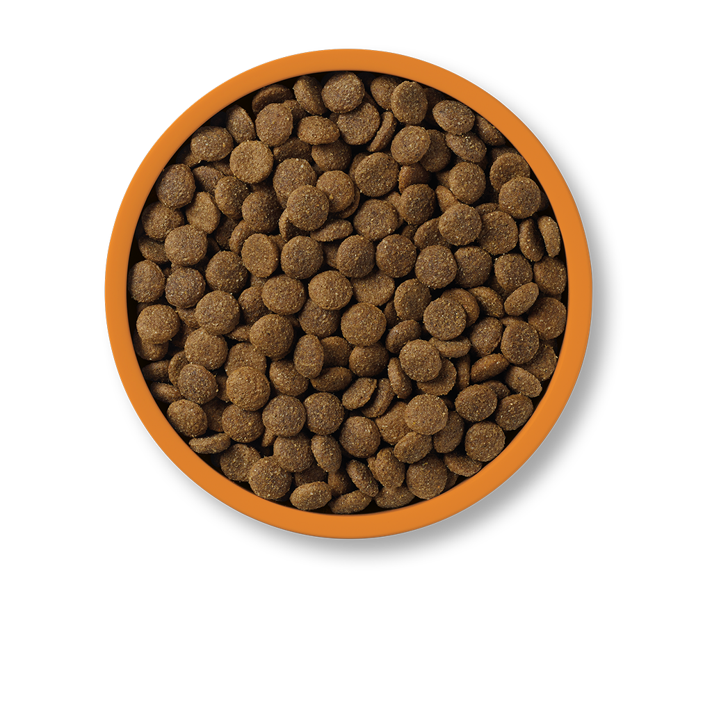 Applaws Chicken & Turkey grain free dry dog food – kibble bowl overhead | PeekAPaw