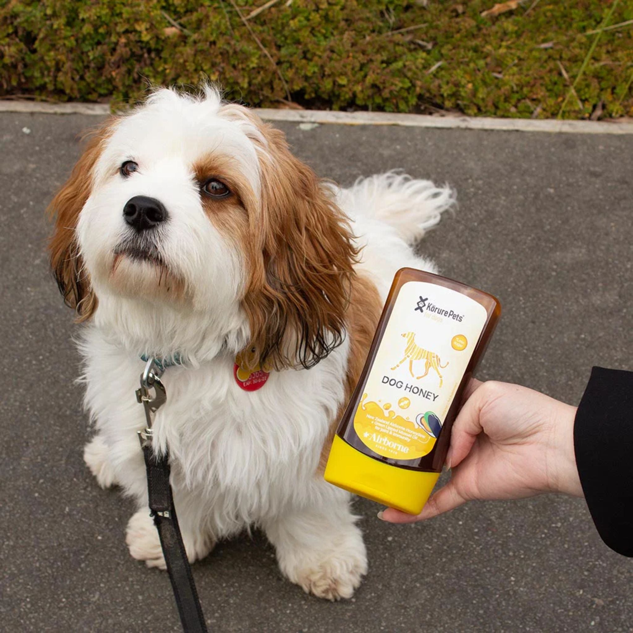 Korure Pets Dog Honey Plus Mussel Oil for Dogs