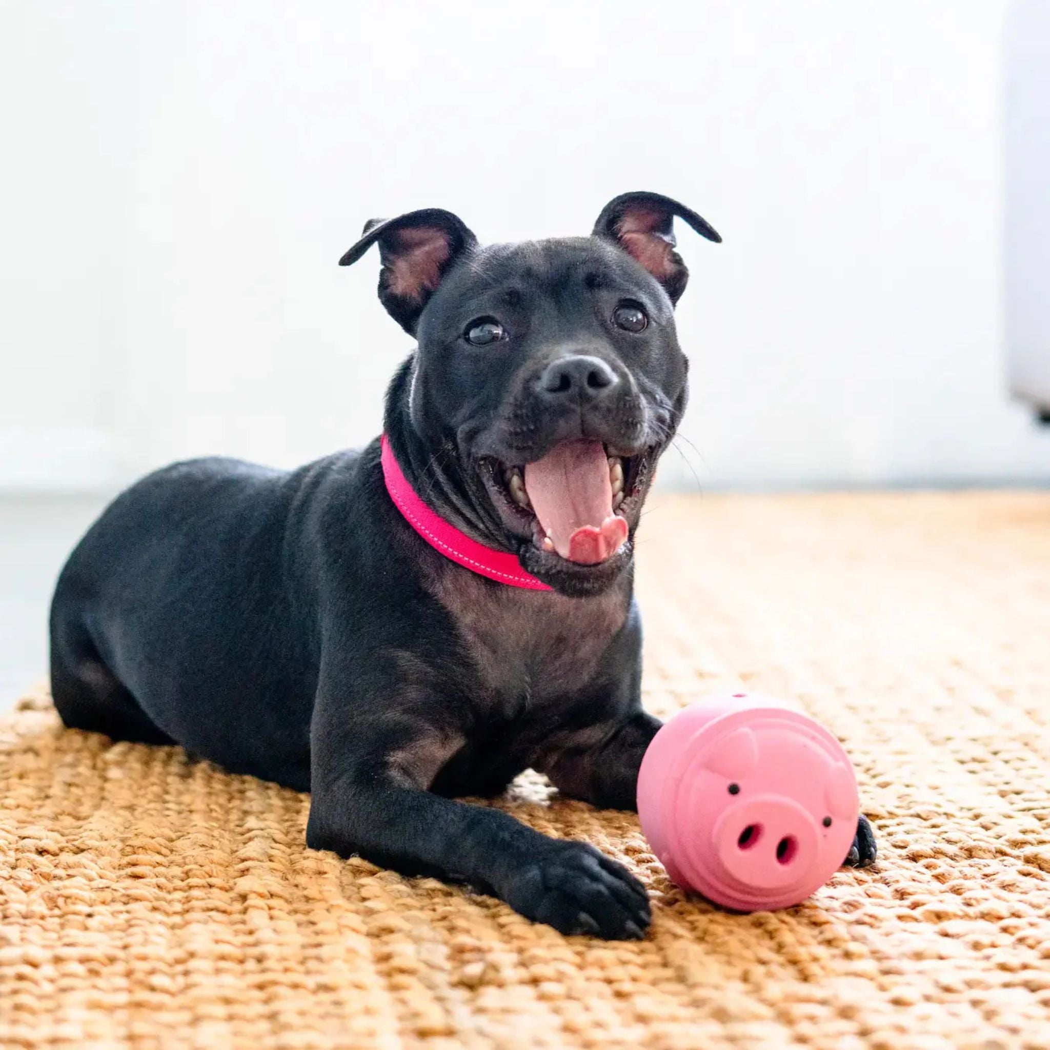 Happy Staffy Co Poppy Pig Treat Dispenser Dog Toy