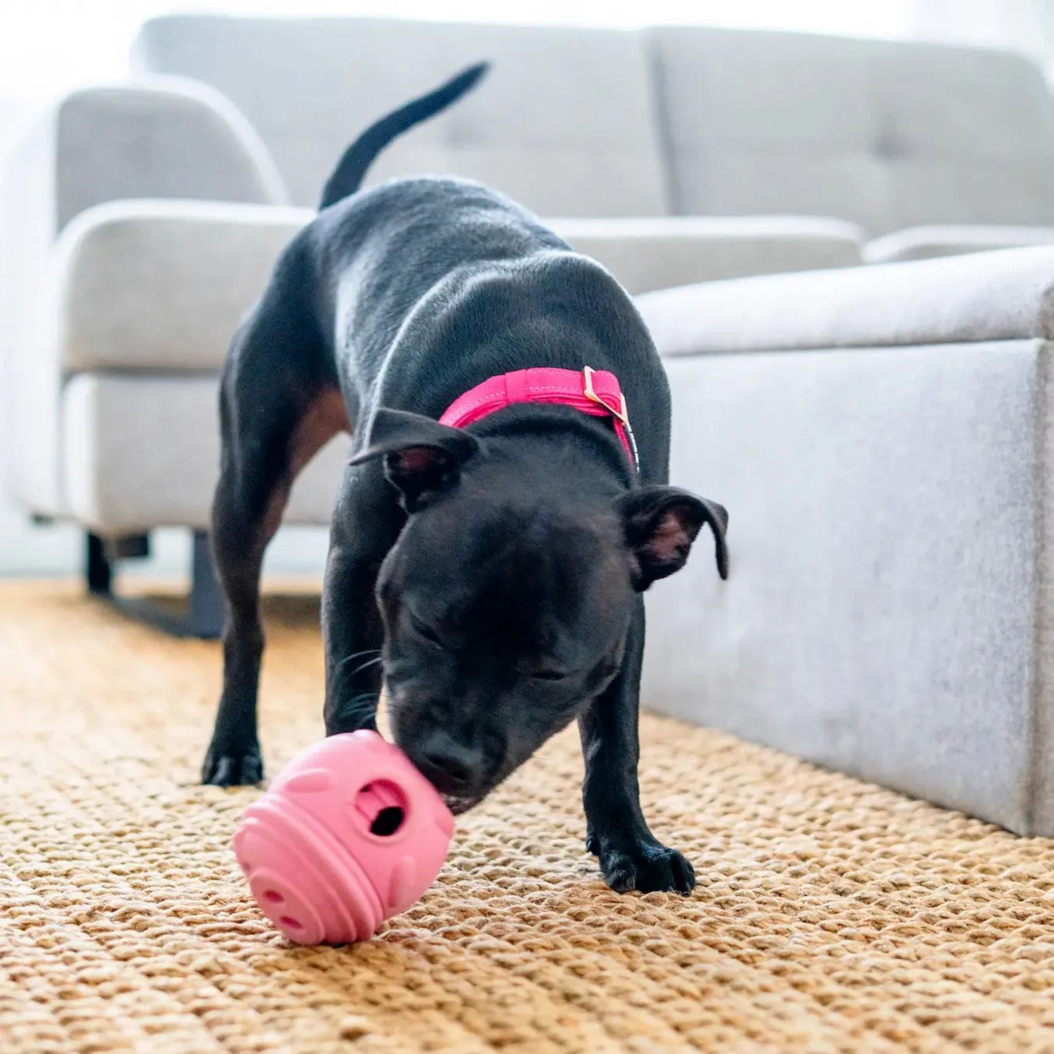 Happy Staffy Co Poppy Pig Treat Dispenser Dog Toy