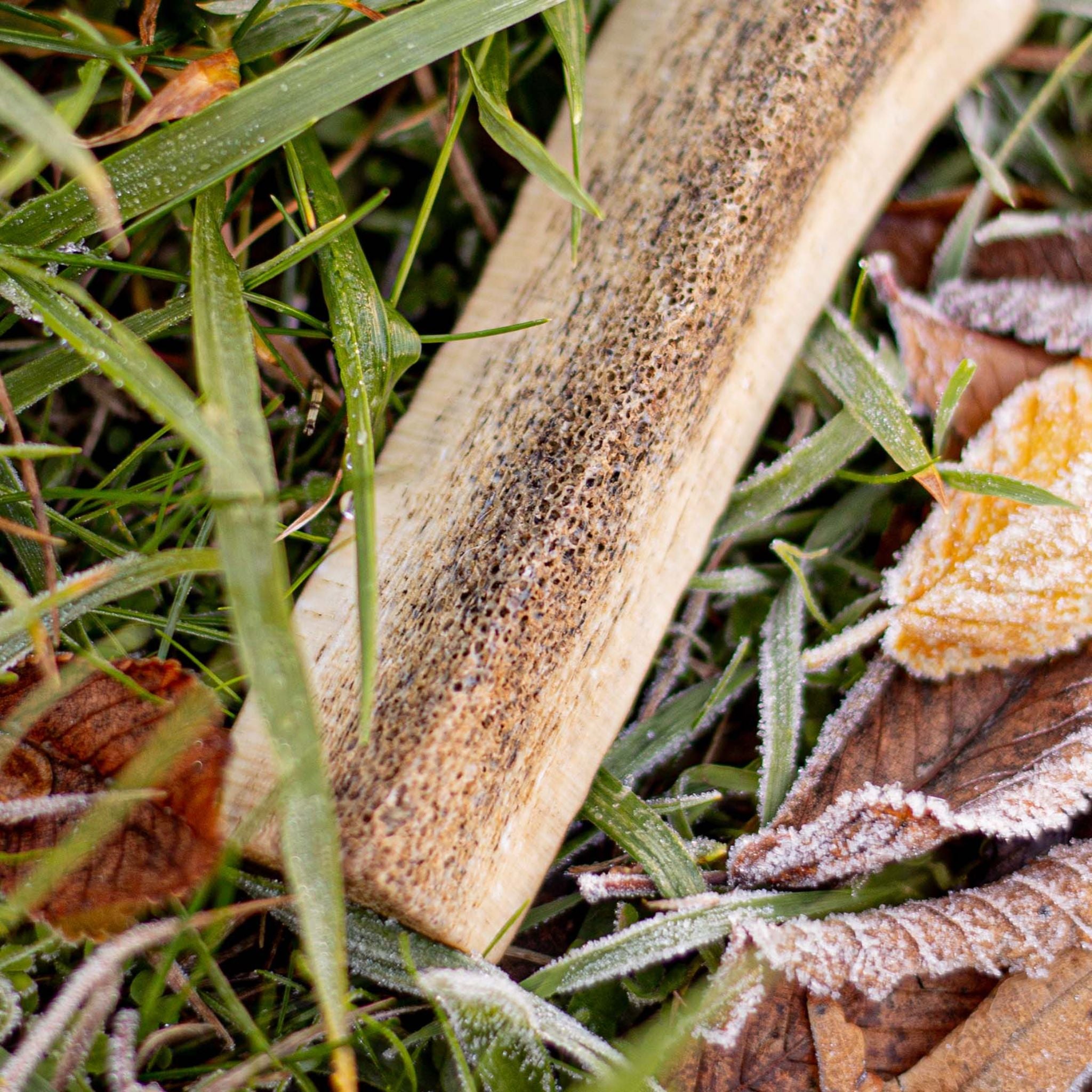 Korure Pets Deer Antler Dog Treats