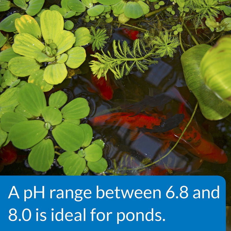 API Pond Care Ph Up Water Treatment