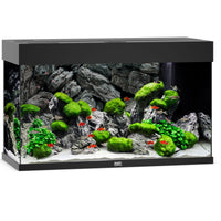Juwel RIO 125L aquarium with black trim, aquascaped with rock, moss and red fish