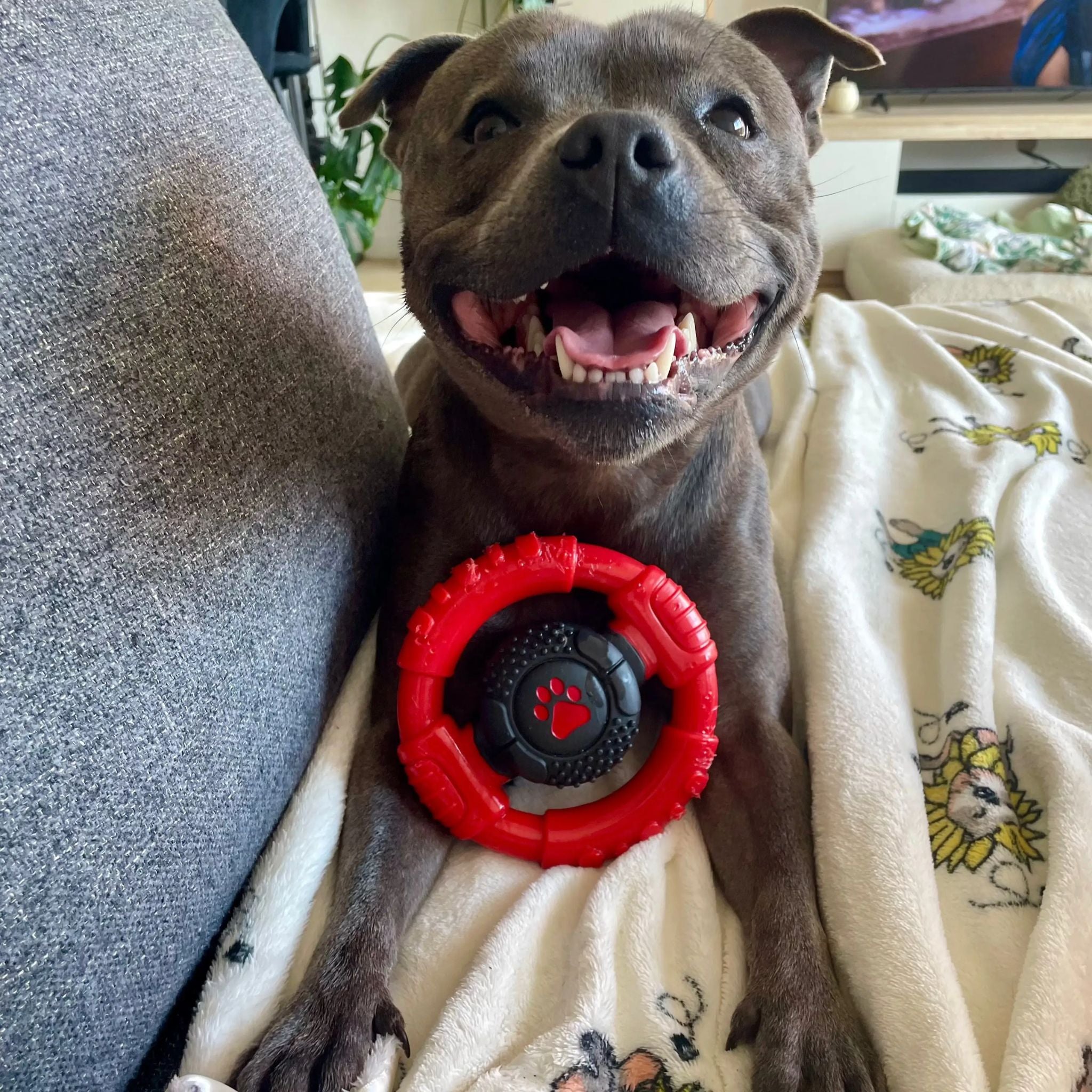 Happy Staffy Co Power Chew Wheel Dog Toy