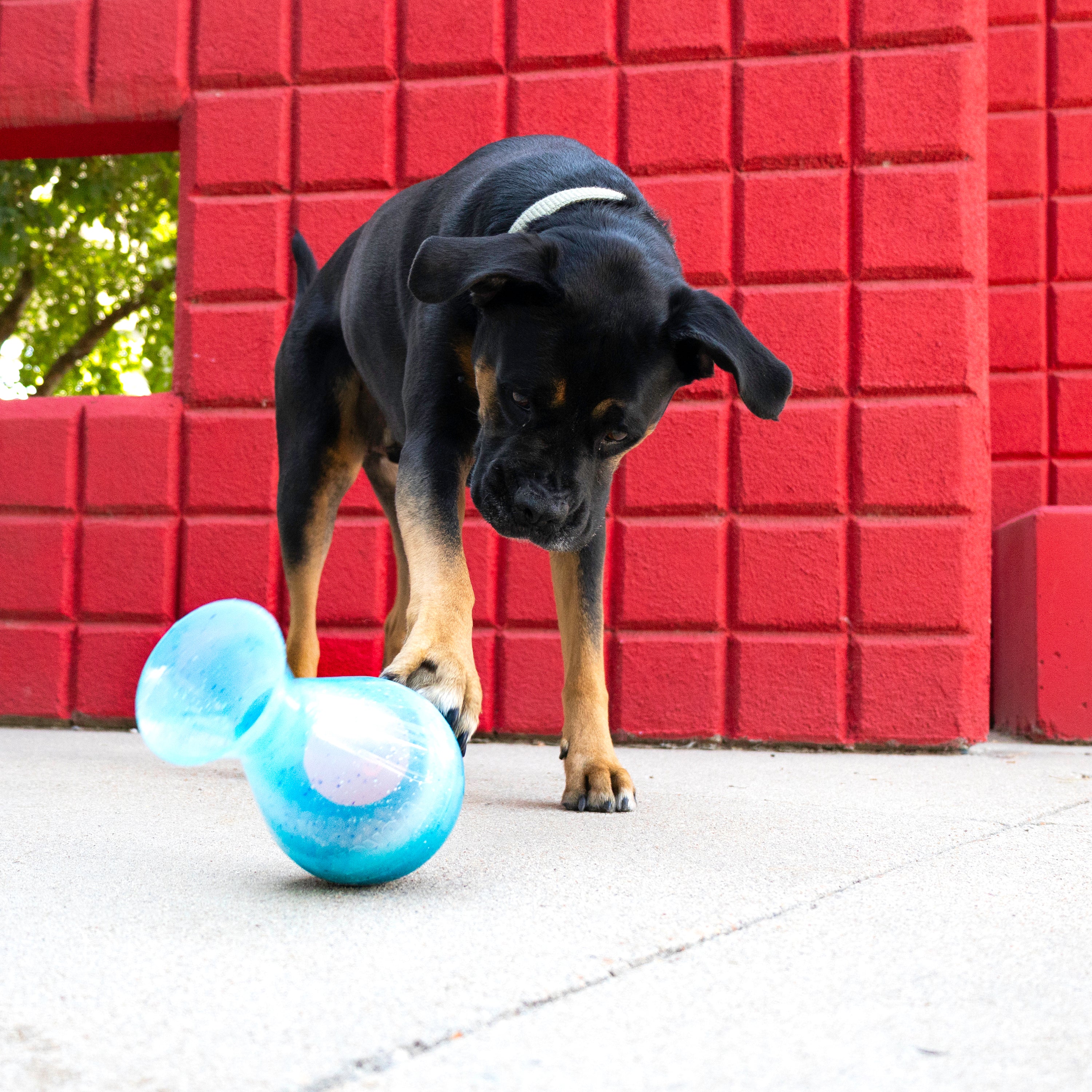 Dog playing with the KONG Dog Toys Rewards Tipsy