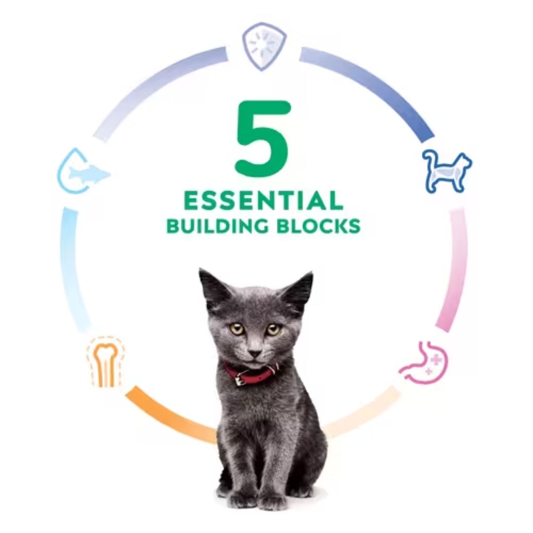 Hill's Science Diet Canned Cat Food Kitten Healthy Cuisine Tender Chicken & Rice Medley | PeekAPaw Pet Supplies