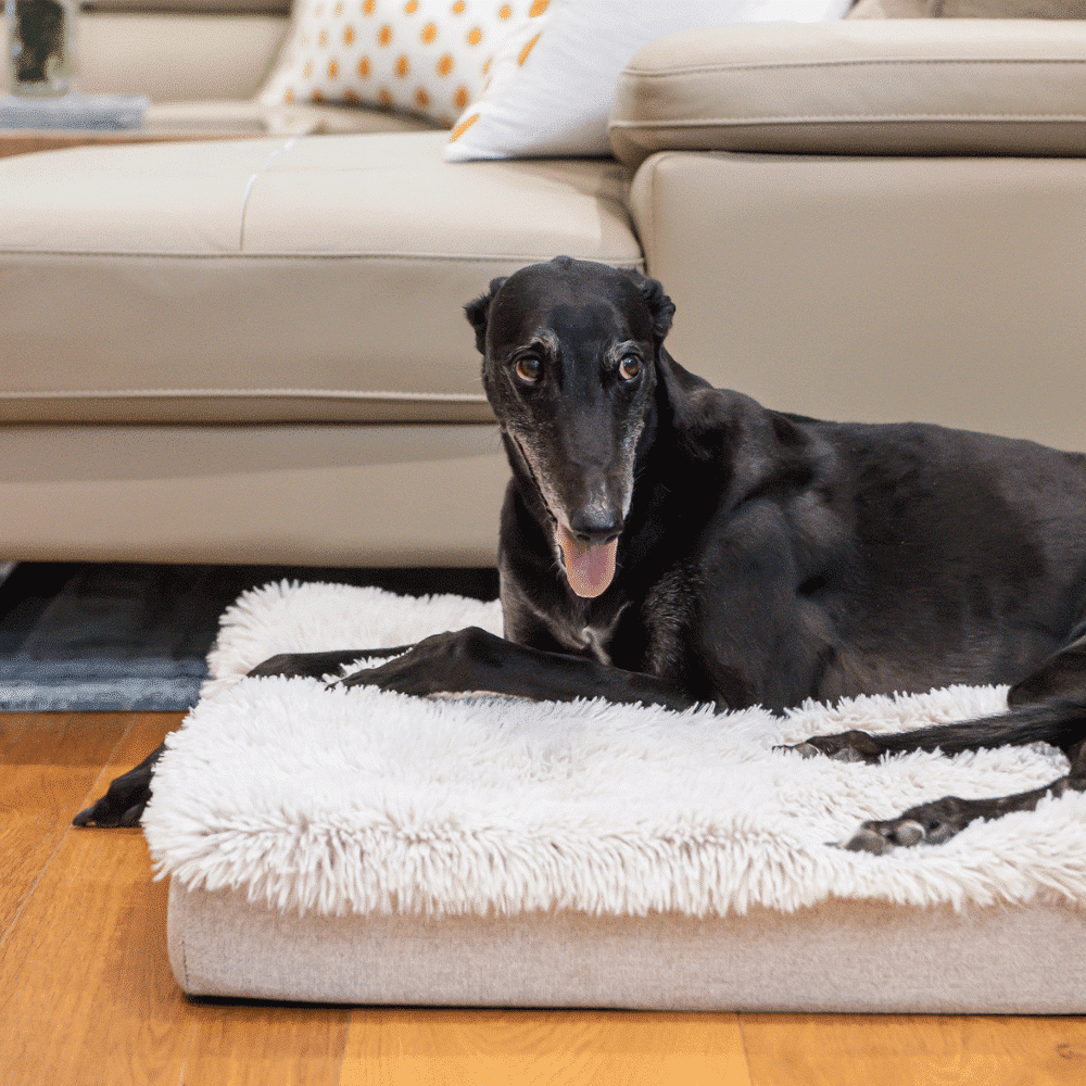A black greyhound lying on a Superior Pet Goods Ortho Dog Mat in Aspen faux fur