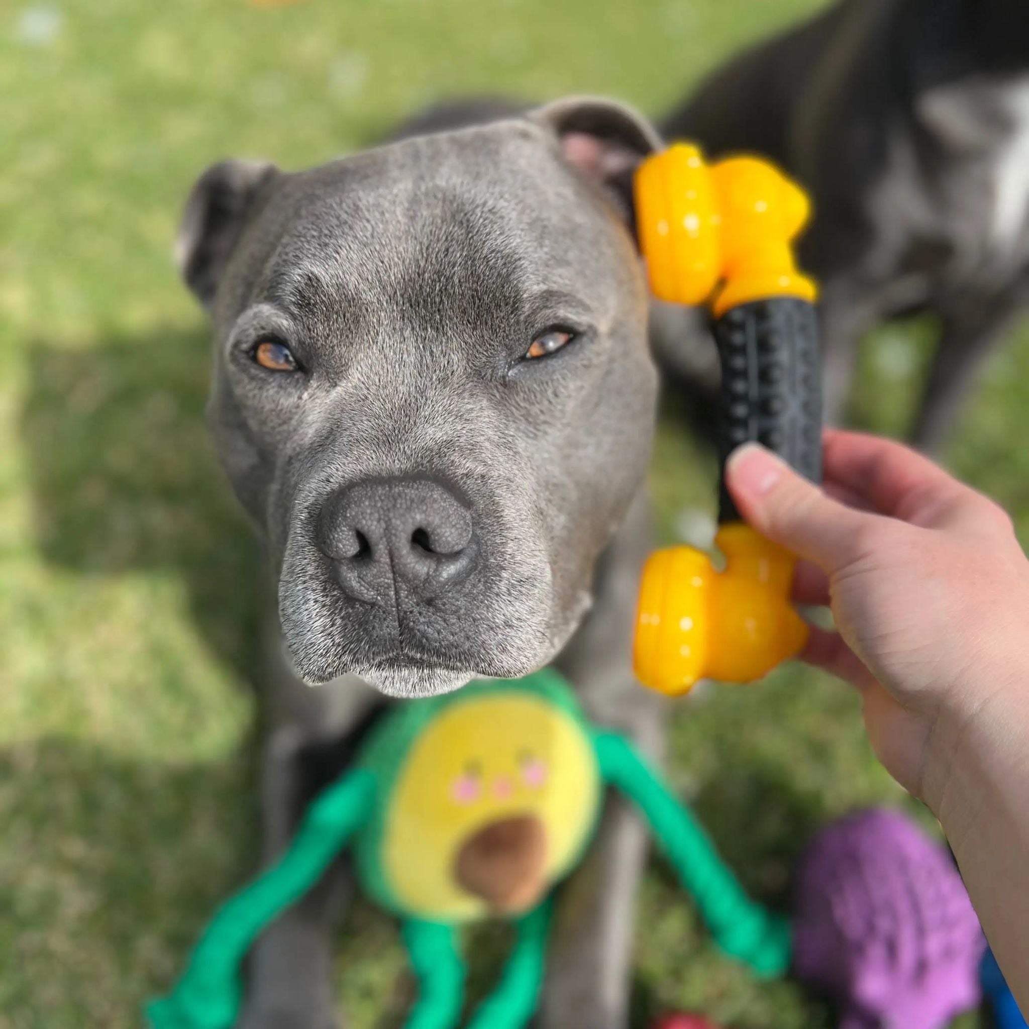 Happy Staffy Co Power Chew Phone Dog Toy
