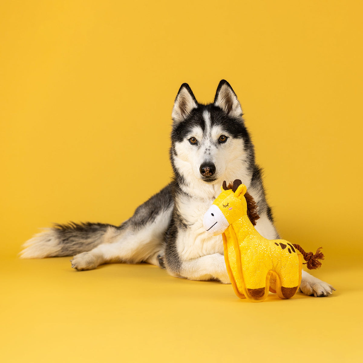 Fringe Studio Durable Dog Toy - Head Above The Rest — lifestyle photo with dog